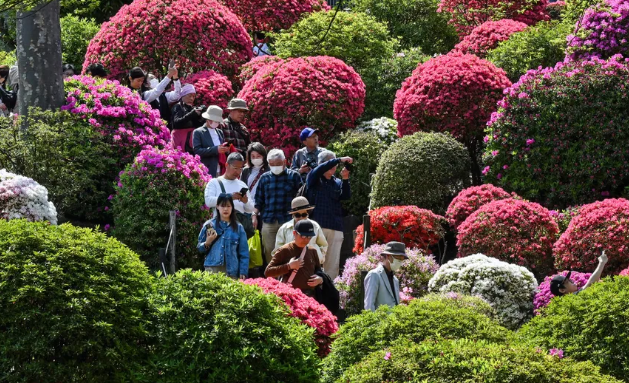 Menyaksikan Azalea Bermekaran di Kuil Nezu Jepang